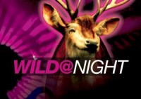 Wild@Night